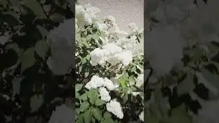 Белая сирень