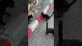 меня атакуют Израильские коты!