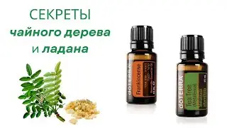 Израиль. Чайное дерево. Ладан.
