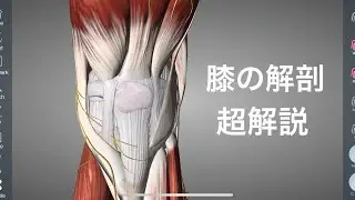 膝の解剖学を詳しく解説してみた