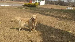 Sijo # cute Dog taking himself out for walk# cute dog# funny dog
