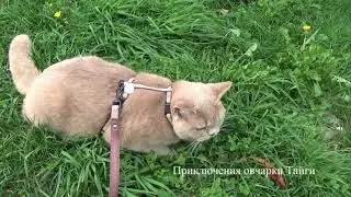 Путешествие с собакой. Немецкая овчарка и британский котенок
