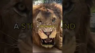 A STRONG MIND 😈🔥 MOTIVATIONAL VIDEO 🦁🔥 SIGMA🗿rule #quotes #sigmarule #attitude #shorts #lion
