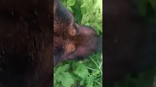 овчарка ест малину
