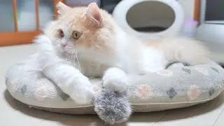 お手玉ねっこ！