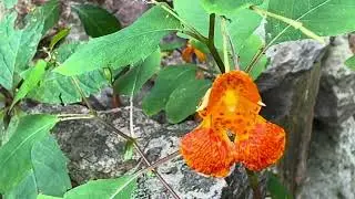 Native Plants and Hawk Mountain Sanctuary as a leader