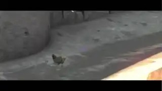 The chicken who believed