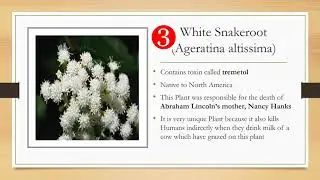 7 plants that can kill you