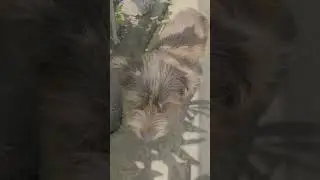 Cute dog shows up to say hi #perros #perro #pets #pet #dog #dogs #shorts #animales #animals