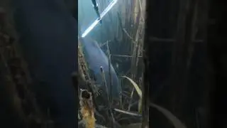 Полное видео смотрите на канале #дагестан #подводнаяохота #рыбалка #сазан #белыйамур #потеря #щука