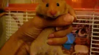 Hamster eating peanuts