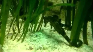 Birmingham Sealife Centre visit - May 2015