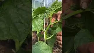Why remove baby cucumbers from young vertical plants