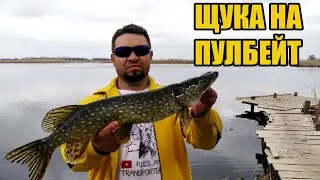 Щука на пулбейт Salmo Fatso 10s весной