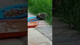 Geoff The Baby Hedgehog