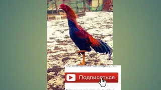 Бойцовые петухи в гостях #2