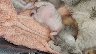 Dreaming Kitten Shivers