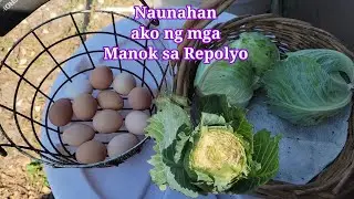 Harvest today:Repolyo at eggs + Fruiting Bananas