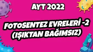 AYT Biyoloji - Fotosentez Evreleri -2 (Işıktan Bağımsız) | AYT Biyoloji 2022 