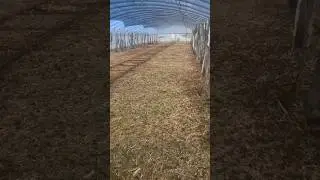Locust breeding greenhouse