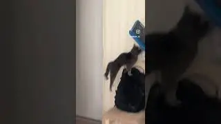 Кот падает со шкафа с матами