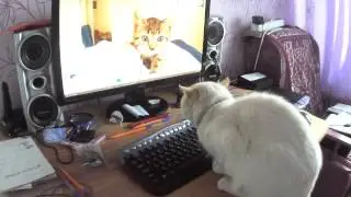 Прикол с котом
