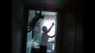 Spidercat