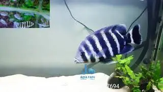 Buttikoferi Cichlid Available @JoAquaFarmVazhoor |Kottayam, Kerala