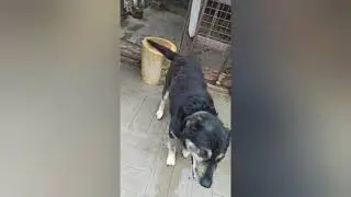 НОВЫЙ ЧЛЕН СЕМЬИ!!! но кто он . . .