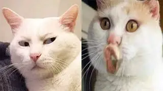 Funniest Animals Complication🥰 New Funny Cat Videos😸😸 #49