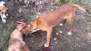 zagari vs dhelpra