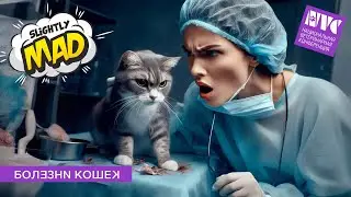 Наталья Мельникова о секции  «Болезни кошек». NVC 2024