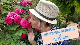 Обрезка Лаванды и Петунии/Заморозка Кабачков и Ежевики на зиму/Спеют  Персики и Инжир/Грозовой фронт