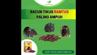 RAMTUS - RACUN TIKUS