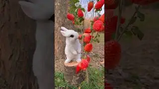Cute rabbit eating sound ❤️