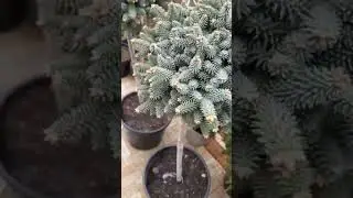🌲Пихта Хорстманн | Telegram: 