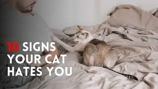 10 signs your cat doesn't like you 😼Decoding Cat Communication (Beyond 