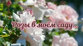 Делюсь красотой. Розы в моем саду под  музыку Сергея Чекалина - ЦВЕТОЧНОЕ НАСТРОЕНИЕ