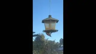 woodpecker on birdfeeder