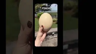 🤤 Biggest egg