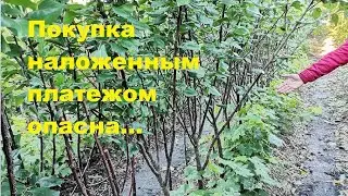 Собственные саженцы из питомника.