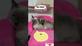 Постоянные выходки уже надоели! 