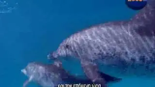 dolphin  L 03