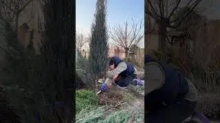 Forming juniper/thuja into one trunk