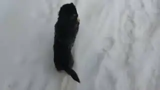 собака друг человека