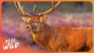 3 hours of Enchanting Forest Beasts: The True Lives Of Stags, Badgers, and Foxes