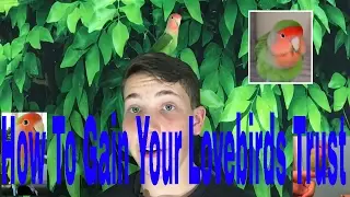 How To Gain Your LoveBirds Trust Fast