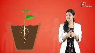 Tropic And Nastic Movements In Plants