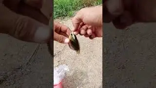 Mancing Ikan Betok Malah Dapat Gabus, Betokny kcil2 jg gaesss #mancing #mancingmania #hobbymancing