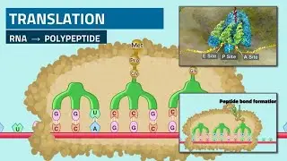 Translation - AP Biology Topic 6.4